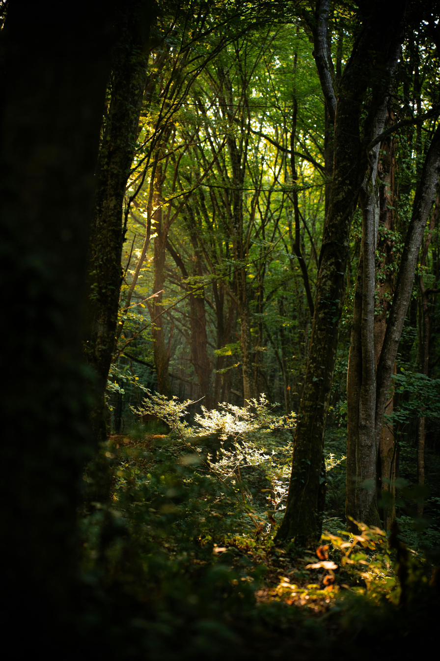 Urwald und Gruen